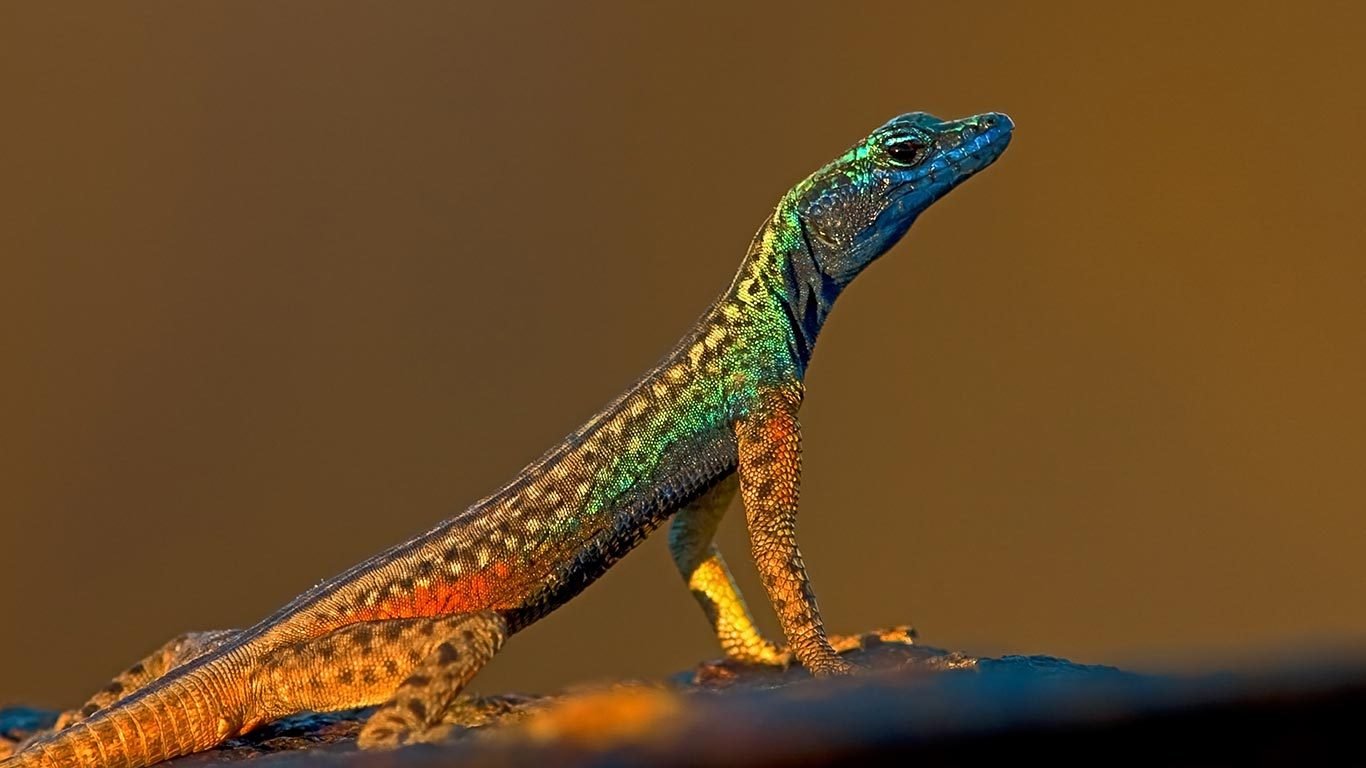 How Long Do Lizards Live Leo?  A Pet Owners Quick Guide.