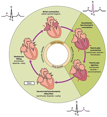 Heartbeat ending: What does it mean? Find out here.