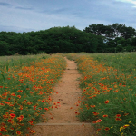 Where to find hendricks fox? Discover their habitats today!