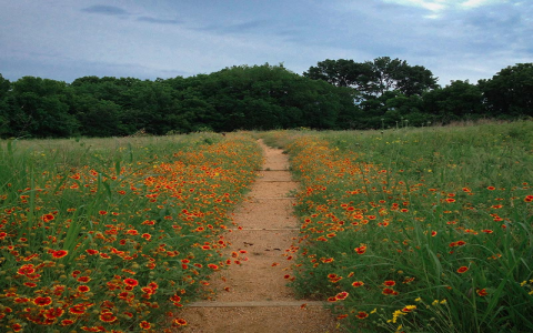 Where to find hendricks fox? Discover their habitats today!